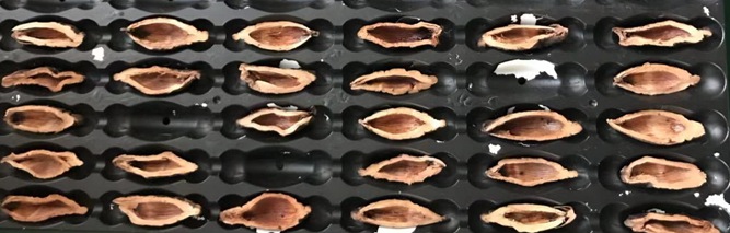 檳榔口味是如何利用高新技術(shù)加工的？